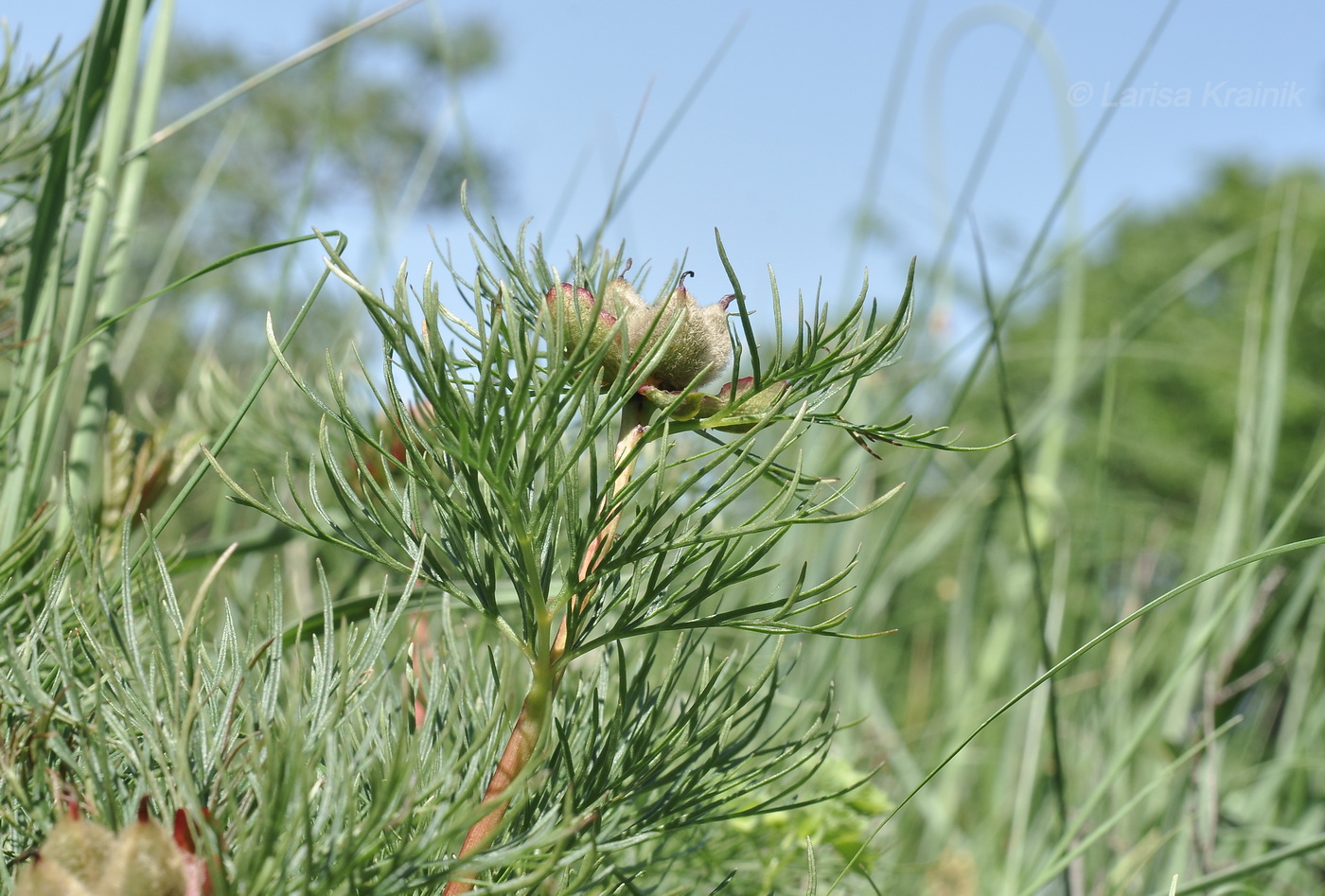 Image of Paeonia tenuifolia specimen.