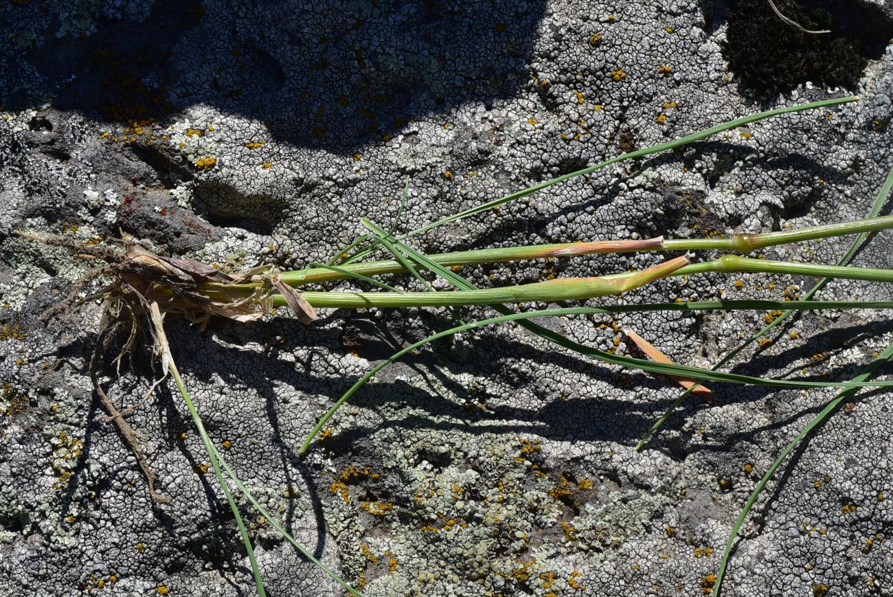 Image of Unknown species specimen.