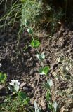Silene chlorifolia