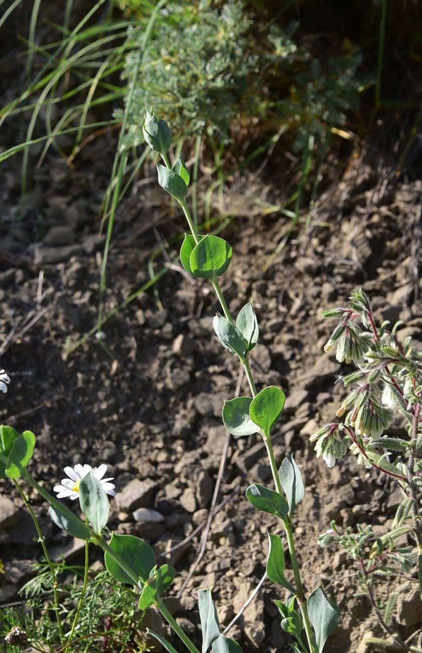 Image of Silene chlorifolia specimen.