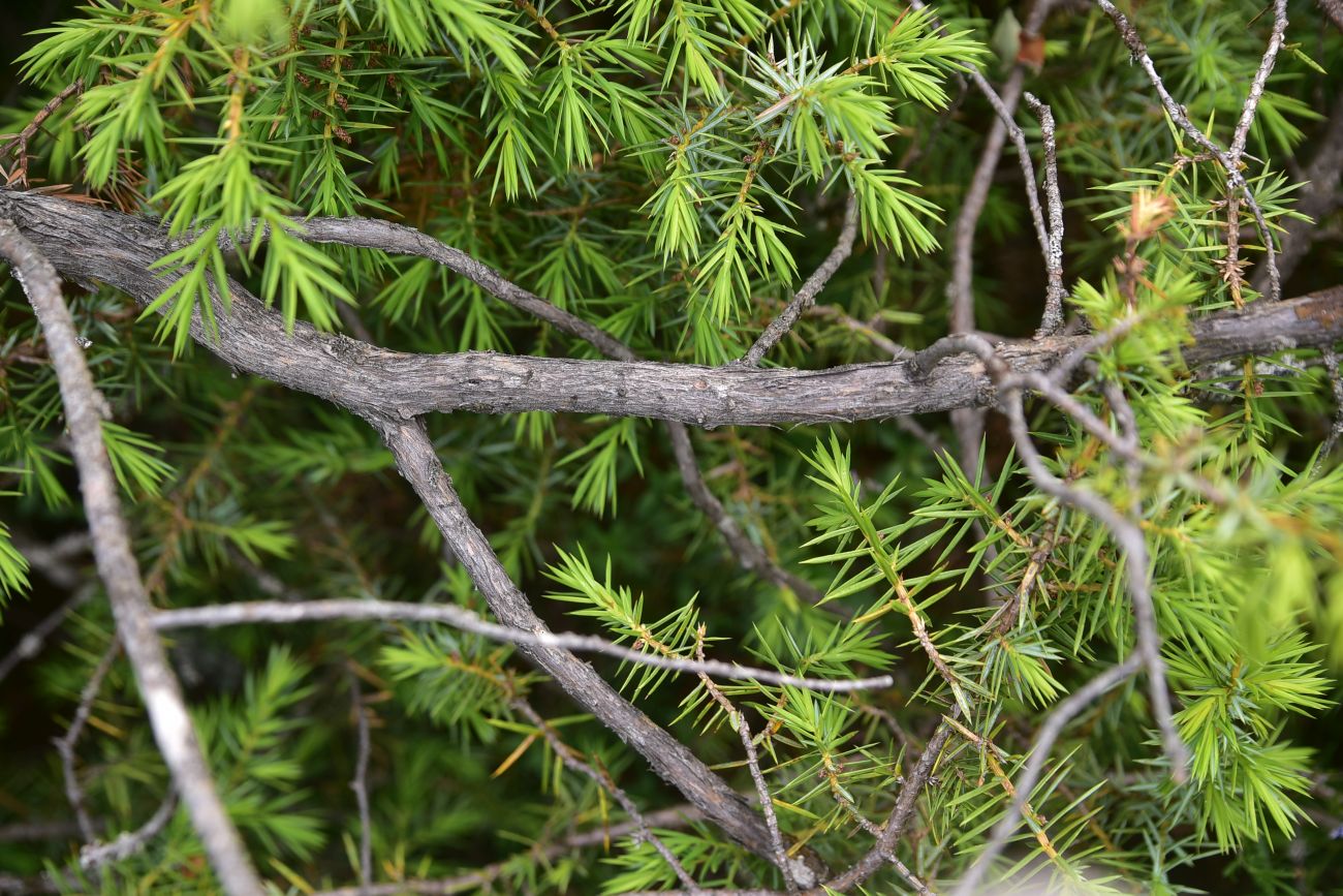 Image of genus Juniperus specimen.