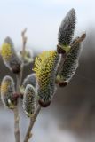 Salix cinerea