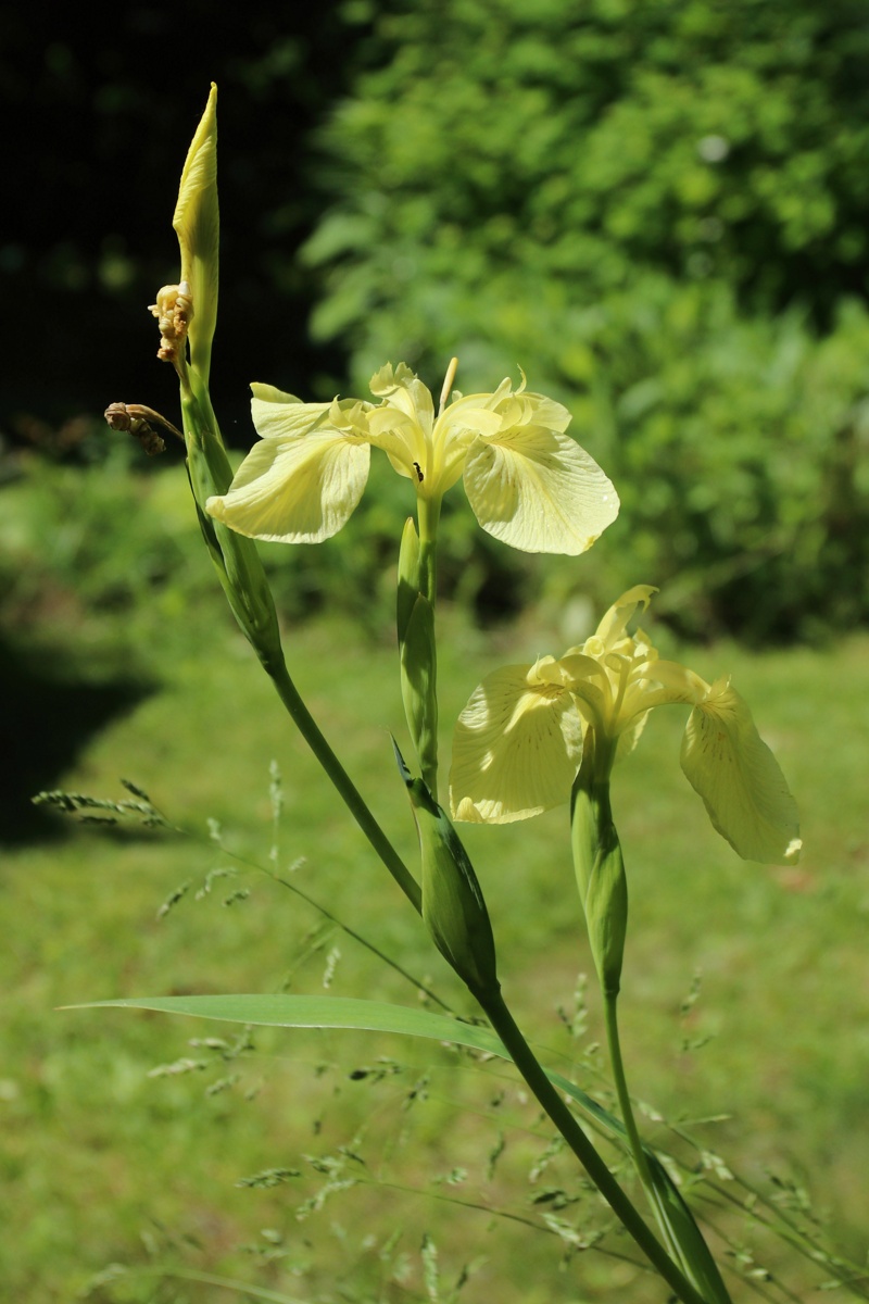 Изображение особи Iris pseudacorus.