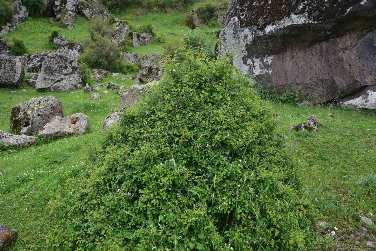 Image of genus Crataegus specimen.