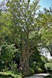Ficus elastica. Взрослое дерево. Португалия, округ Лиссабон, г. Синтра, в культуре. 05.08.2025.