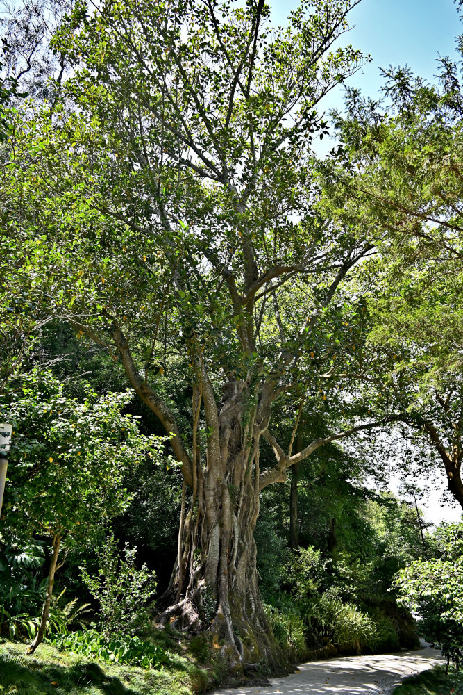 Image of Ficus elastica specimen.