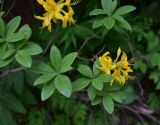 Rhododendron luteum. Цветущая веточка. Турция, ил Артвин, окр. дер. Кашикли, обрывистый склон в лесу. 12 июня 2026 г.