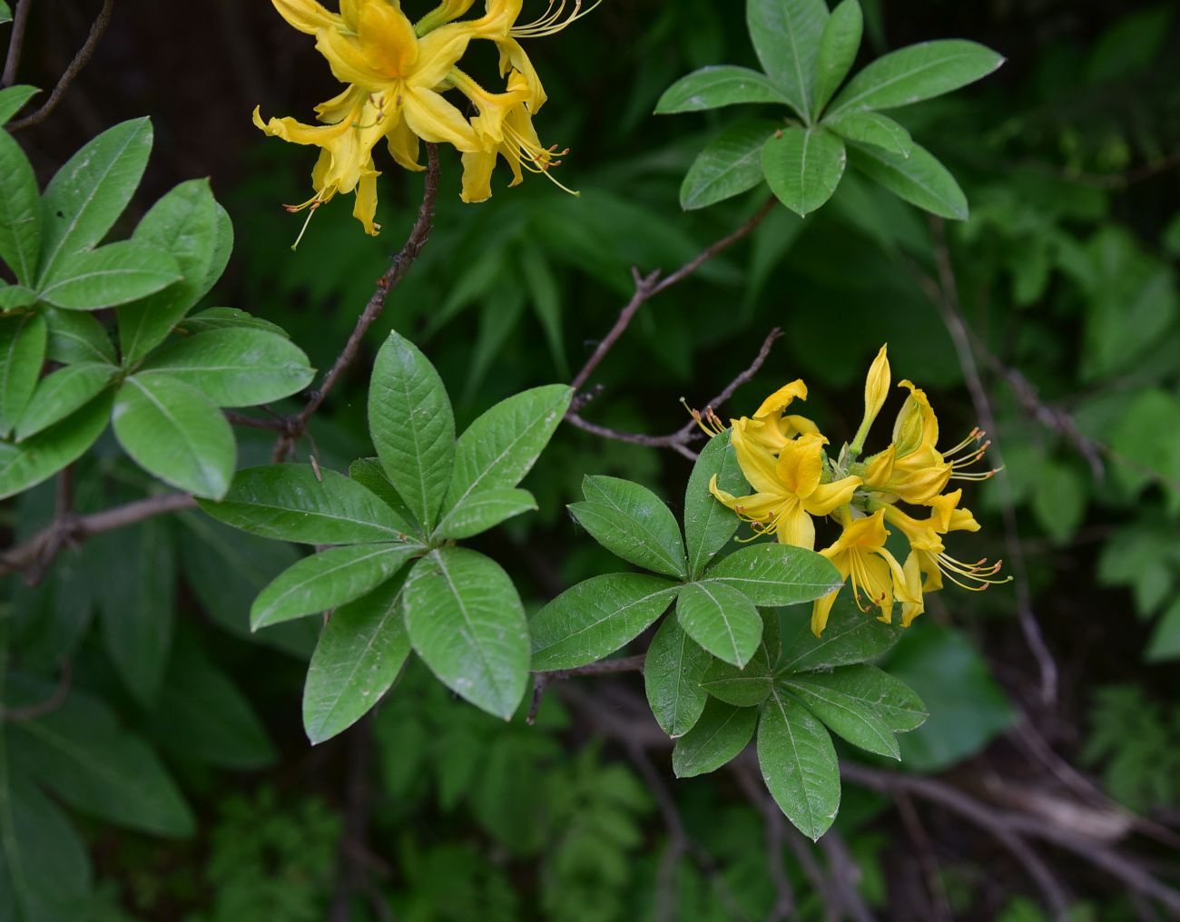 Image of Rhododendron luteum specimen.