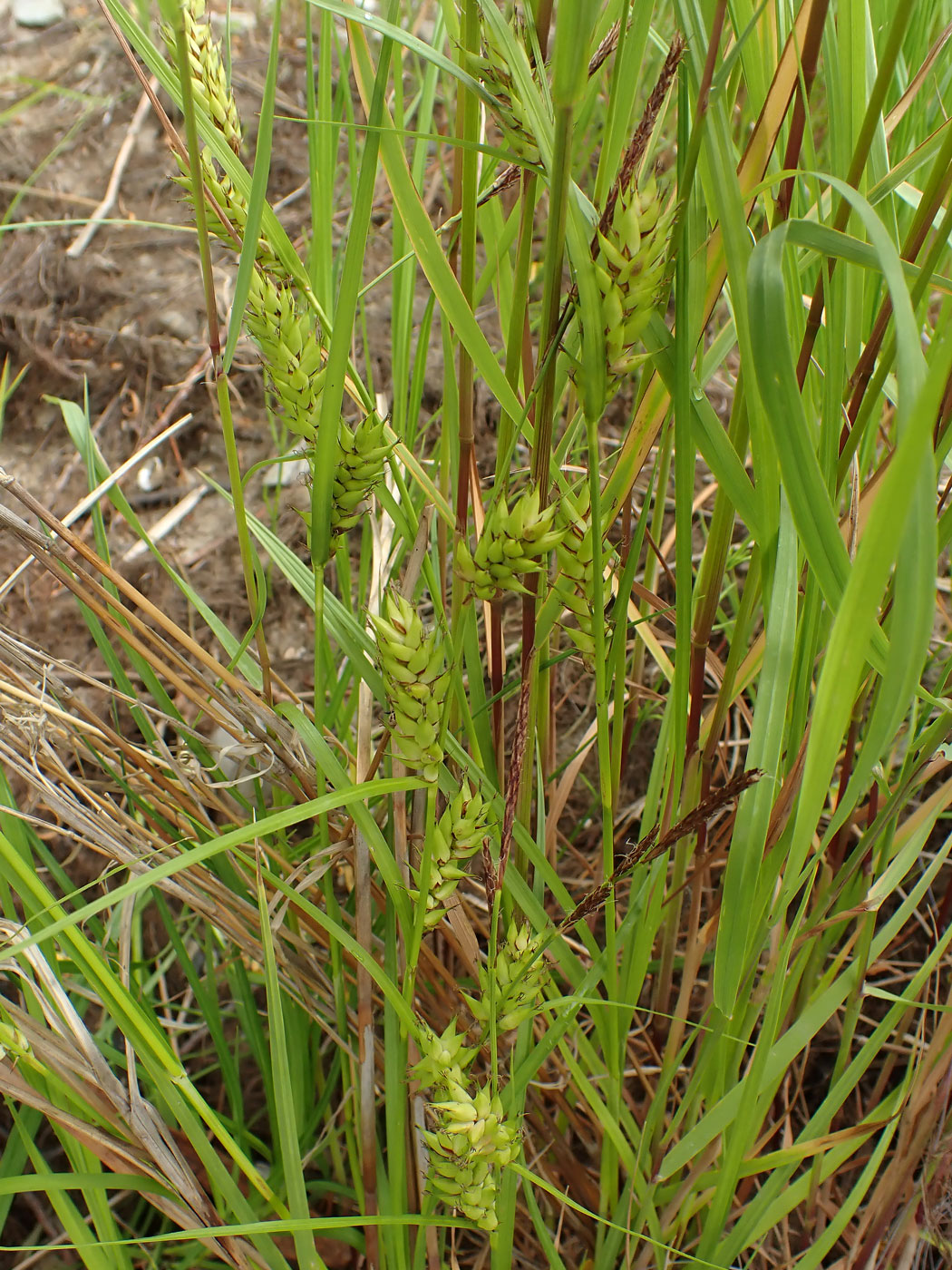 Изображение особи Carex vesicaria.