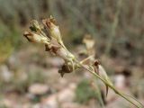 genus Linaria. Соцветие. Таджикистан, Горно-Бадахшанская автономная обл., Ишкашимский р-н, окр. кишлака Гармчашма, дол. р. Гармчашма, ≈ 2600 м н.у.м., каменистая осыпь. 2 июля 2026 г.
