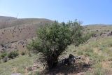 Amygdalus bucharica. Плодоносящее растение. Узбекистан, Джизакская обл., хр. Нуратау, гора Койташ, басс. р. Койташ, верховья Койташсая., ок. 1210 м н.у.м. 14.05.2025.