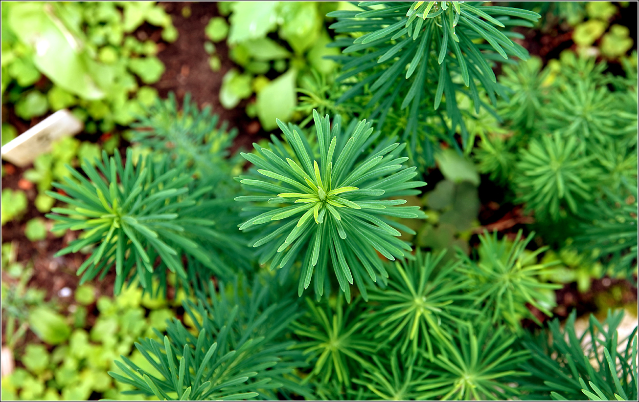 Image of Euphorbia cyparissias specimen.