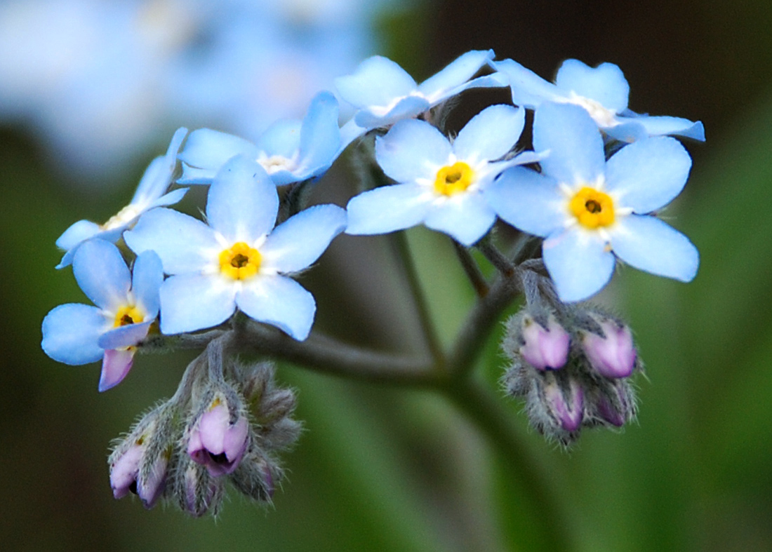 Изображение особи Myosotis popovii.