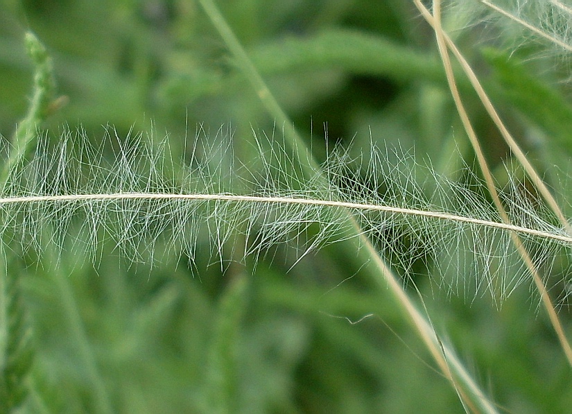 Изображение особи Stipa lessingiana.