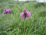 Cirsium rivulare