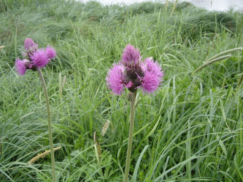 Image of Cirsium rivulare specimen.