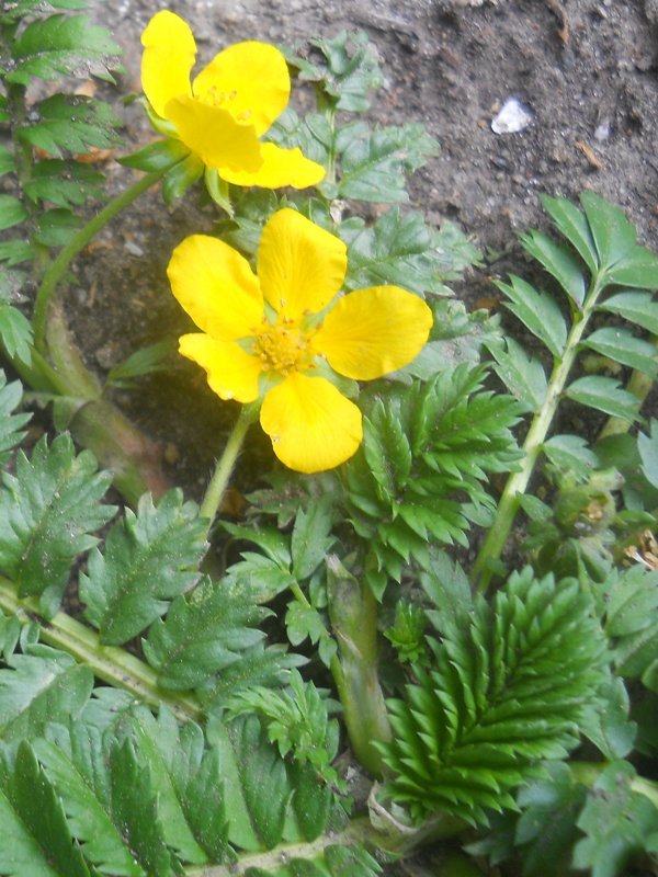 Image of Potentilla anserina specimen.