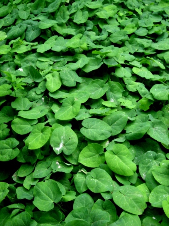 Image of Epimedium colchicum specimen.