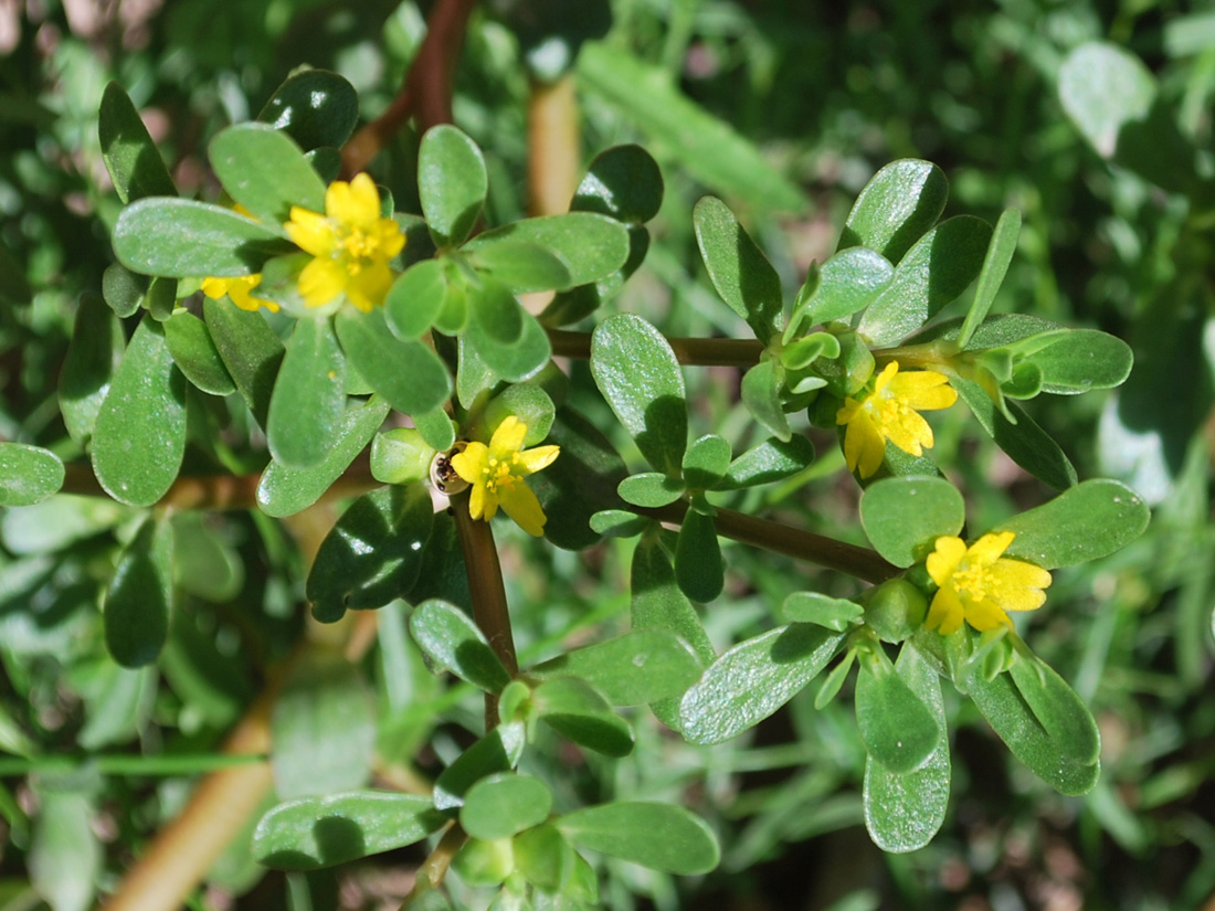 Изображение особи Portulaca oleracea.