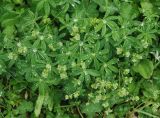 genus Alchemilla. Цветущие растения. Черногория, Динарское нагорье, горный массив Дурмитор. 05.07.2011.