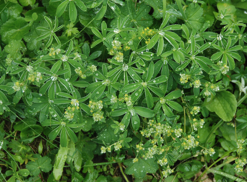 Изображение особи род Alchemilla.