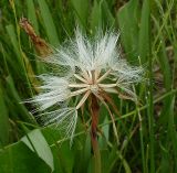 Scorzonera parviflora. Соплодие. Ростовская обл., дельта Дона, Подазовье, окр. хутора Узяк. 12 июня 2011 г.