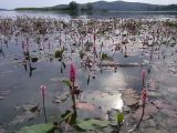Persicaria amphibia