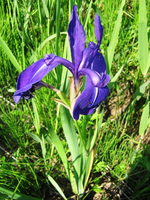 Изображение особи Iris laevigata.