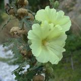 Alcea rugosa