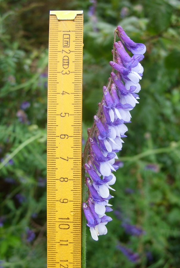 Изображение особи Vicia villosa.