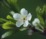 Prunus domestica. Цветок. Московская обл., Раменский р-н, окр. дер. Хрипань, садовый участок. 16.05.2011.