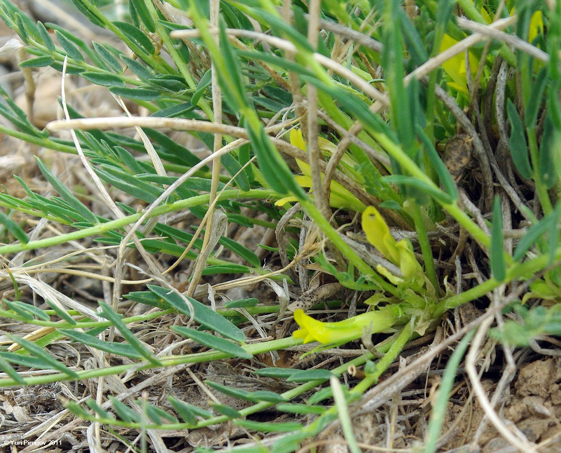 Image of Astragalus tekutjevii specimen.