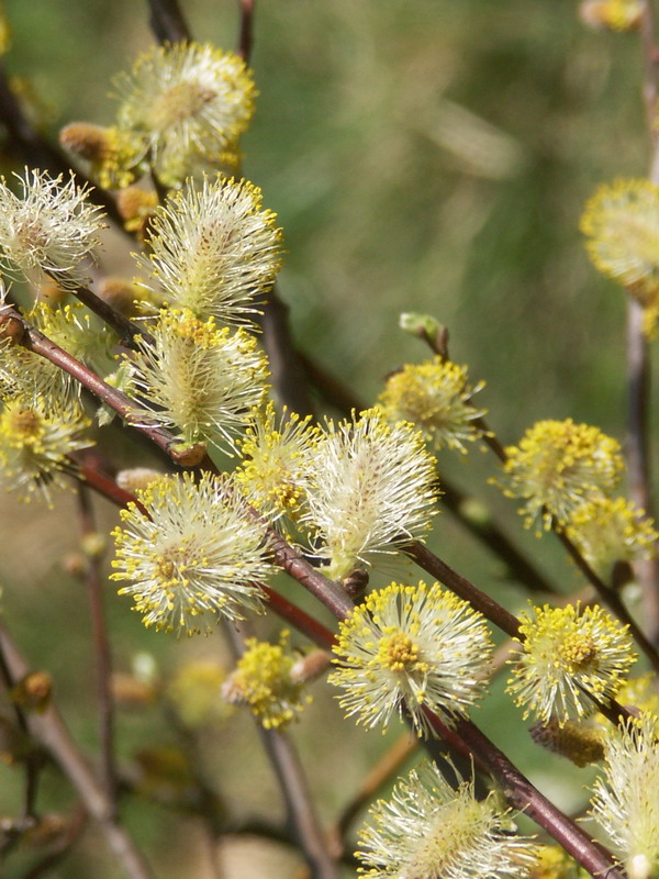 Image of Salix aurita specimen.