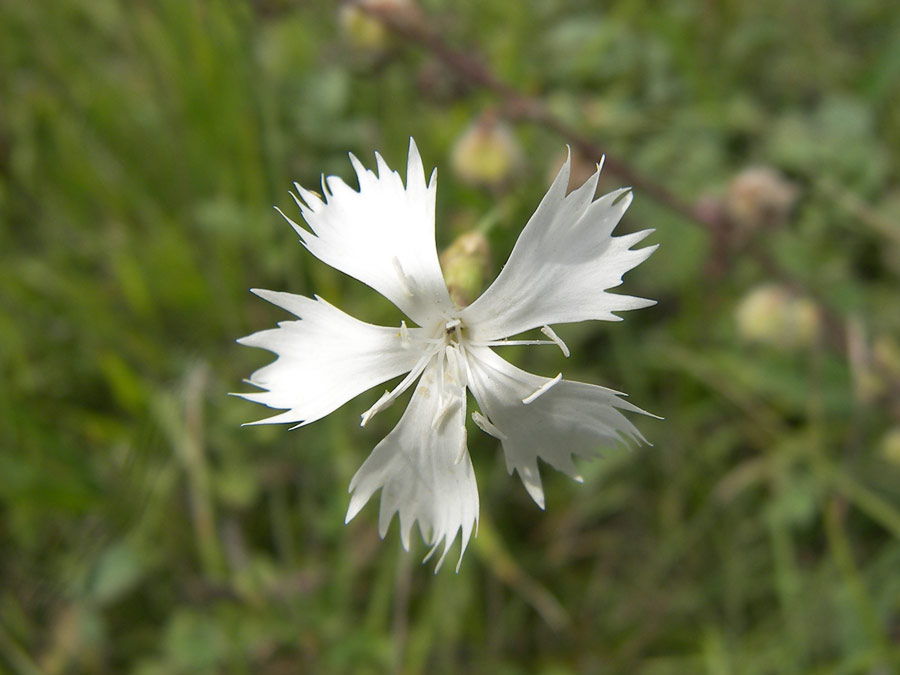 Image of Dianthus fragrans specimen.