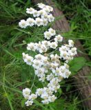 Achillea cartilaginea. Соцветие. Тверская обл., Весьегонский р-н, окрестности дер. Беняково, берег залива Рыбинского водохранилища по р. Сёбла. 24.07.2011.