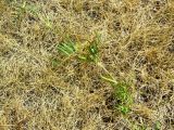 Vicia angustifolia