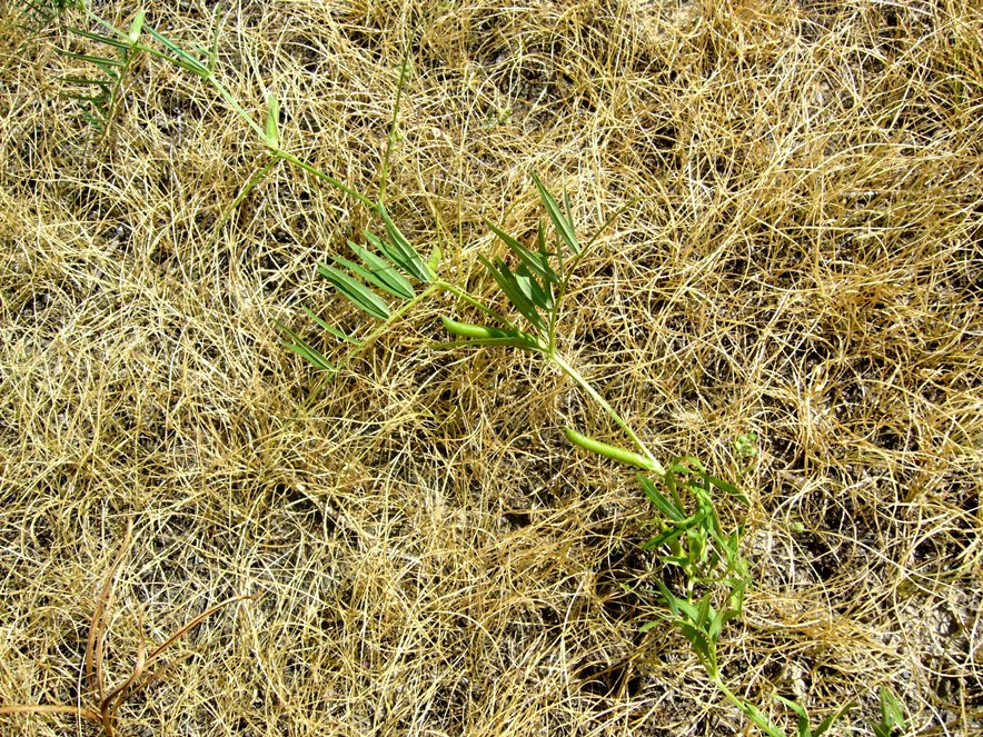 Image of Vicia angustifolia specimen.