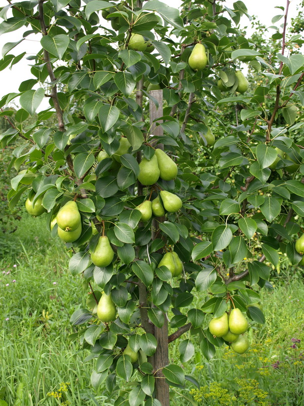 Image of genus Pyrus specimen.