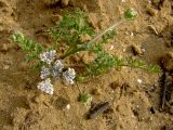 Pseudorlaya pumila. Цветущее растение. Израиль, Шарон, г. Герцлия, высокий берег Средиземного моря. 06.04.2009.