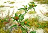 Bidens tripartita. Верхушка цветущего и плодоносящего растения. Ростов-на-Дону, песчаный берег р. Дон. 01.09.2011.