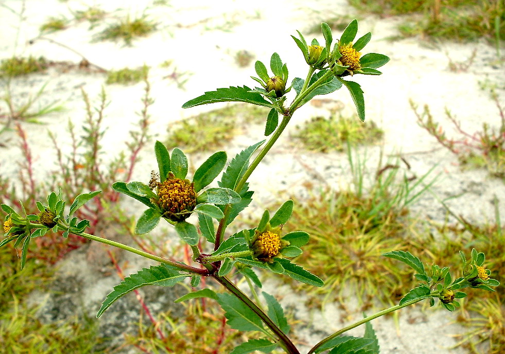 Image of Bidens tripartita specimen.