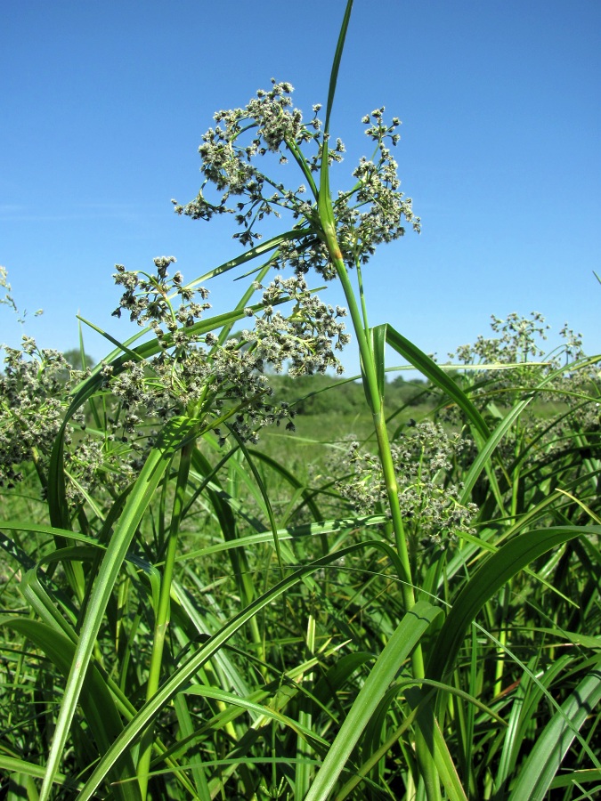 Изображение особи Scirpus sylvaticus.