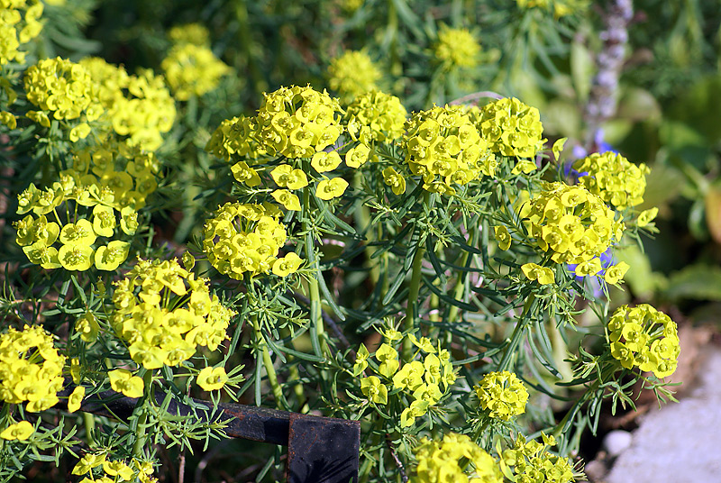 Изображение особи Euphorbia cyparissias.