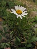 Leucanthemum gaudinii