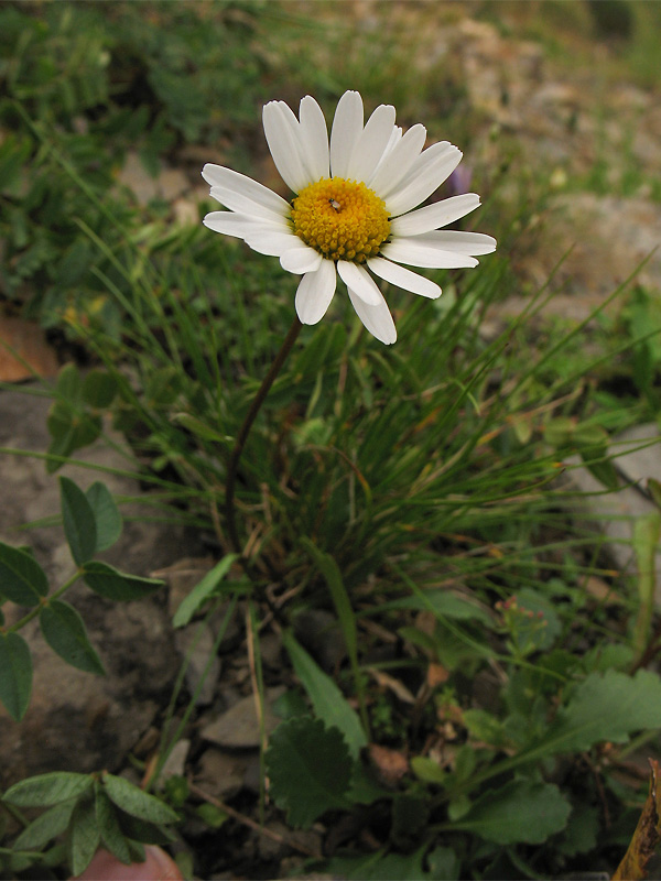 Изображение особи Leucanthemum gaudinii.