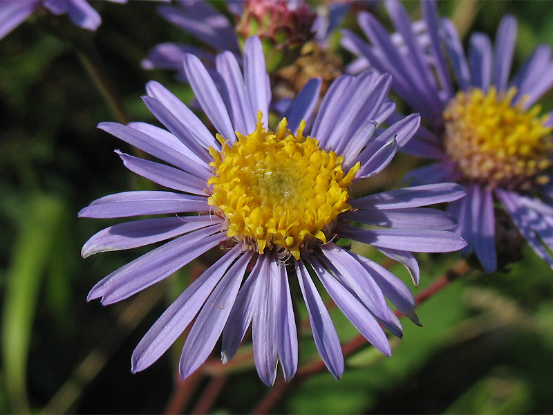 Image of Aster amellus specimen.