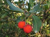 Arbutus unedo. Верхушка побега с зрелыми плодами. Испания, Каталония, провинция Girona, Costa Brava, окр. населённого пункта Sant Feliu de Guíxols, в составе жестколистного средиземноморского леса. 26 октября 2008 г.