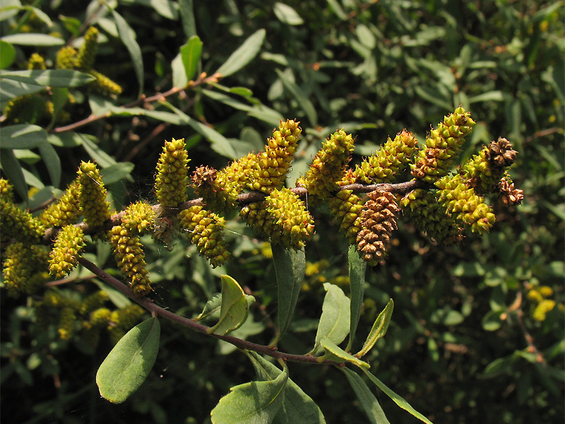 Image of Myrica gale specimen.