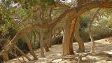 Populus euphratica. Стволы взрослых деревьев и обнажившиеся части корней. Израиль, пустыня Негев, каньон Авдат. 02.10.2010.