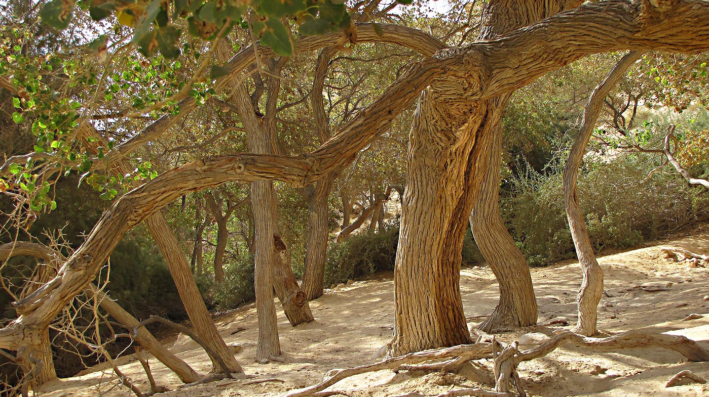 Изображение особи Populus euphratica.